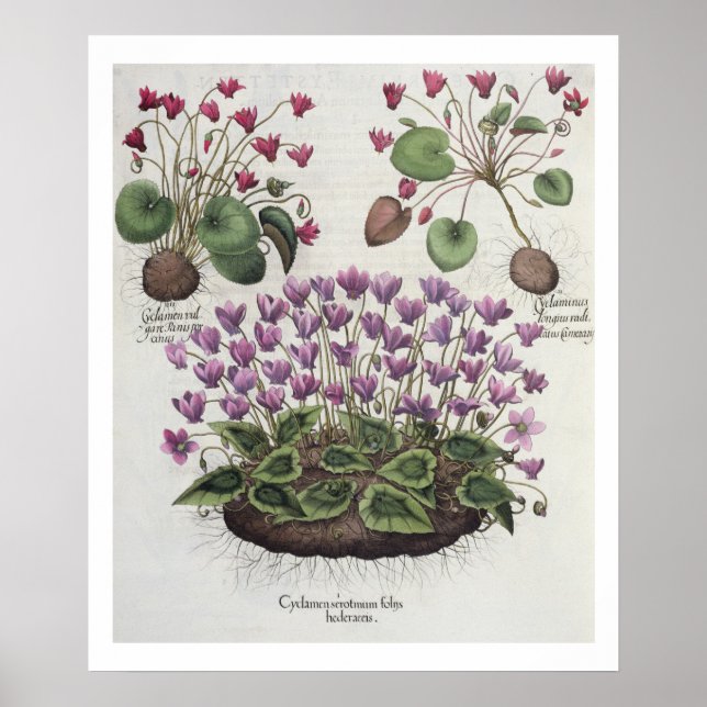 Póster ciclamen: 1.Cyclamen serotinum foliis hederaceis; (Frente)