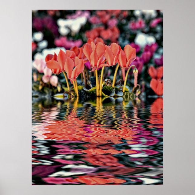 Póster Ciclámenes reflejándose en el agua (Frente)