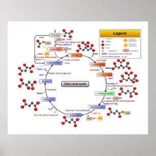 Póster Ciclo de ácido cítrico, ciclo del TCA, diagrama