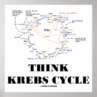 Póster Ciclo de Krebs (Ciclo de Ácido Cítrico - TCAC)