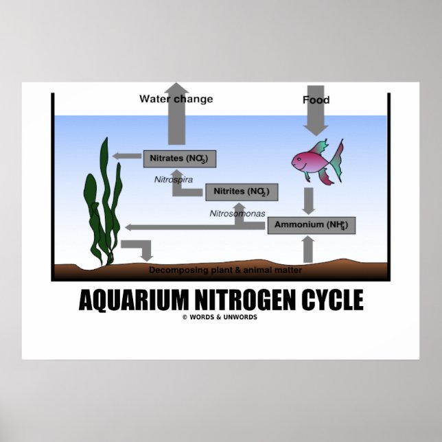 Póster Ciclo de Nitrógeno Acuario (Ecología) (Frente)