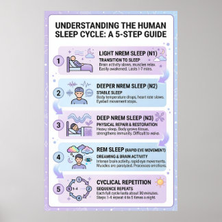 Póster Ciclo de Sueño Humano: Una Infografía Guía de 5 Pa