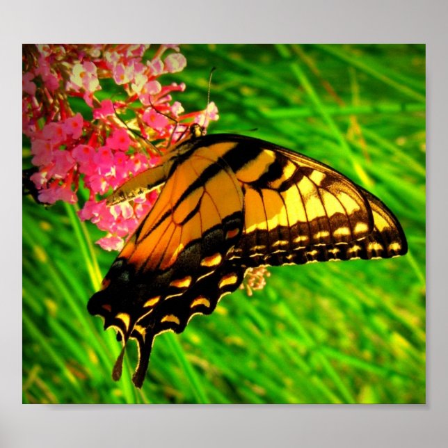 Póster Ciclo De Vida (Frente)