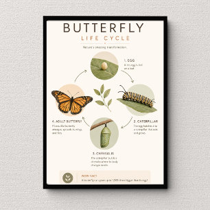 Póster Ciclo de Vida de la Mariposa Ciencia Educativa