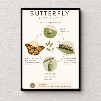 Póster Ciclo de Vida de la Mariposa Ciencia Educativa
