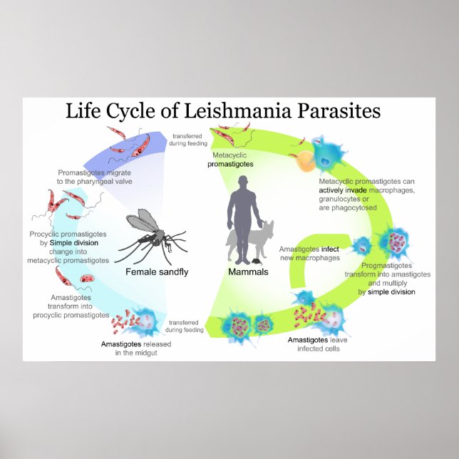 Póster Ciclo de vida de parásitos de la leishmaniasis de  (Frente)
