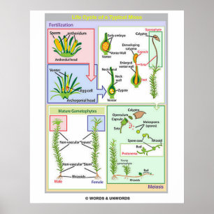 Póster Ciclo De Vida De Un Moss Típico (Bryophyte)