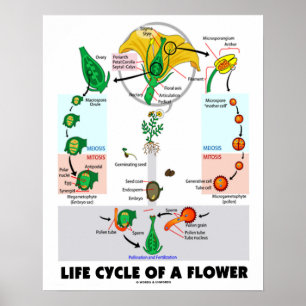 Póster Ciclo De Vida De Una Flor (Angiosperm)