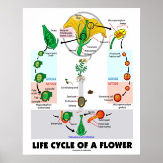 Póster Ciclo De Vida De Una Flor (Angiosperm)