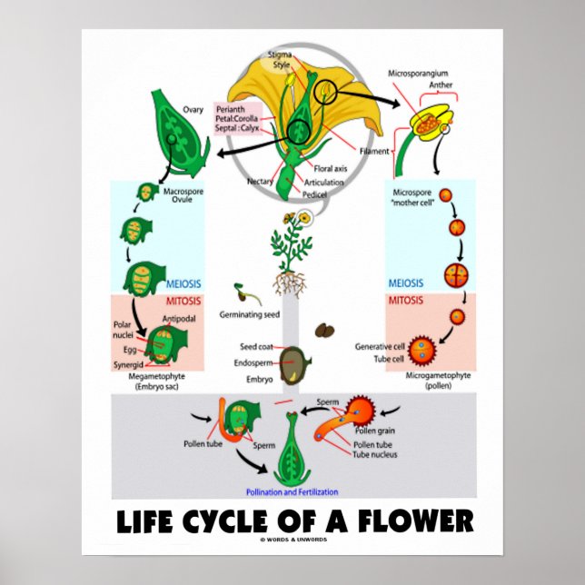 Póster Ciclo De Vida De Una Flor (Angiosperm) (Frente)