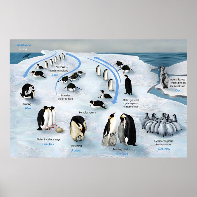 Póster Ciclo de vida del Emperador Pingüino Poster (Frente)