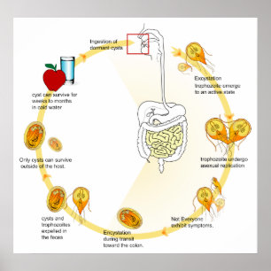 Póster Ciclo vital del diagrama de Lamblia del Giardia