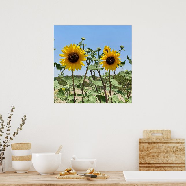 Póster Cielo azul de dos girasoles (Cocina)