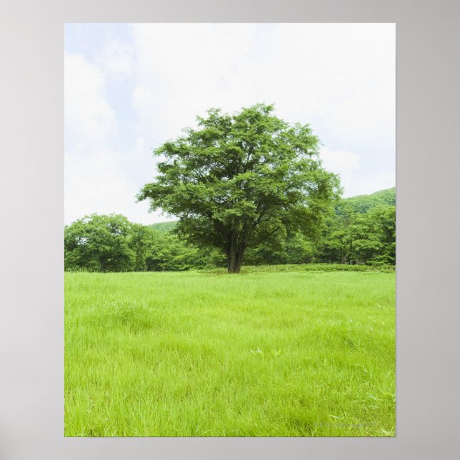 Póster Cielo azul y campo de césped (Frente)