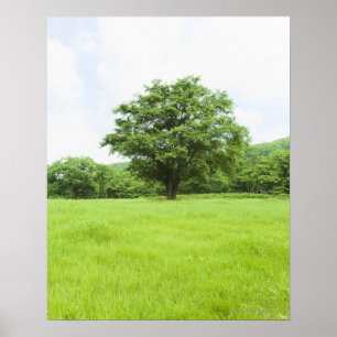 Póster Cielo azul y campo de la hierba
