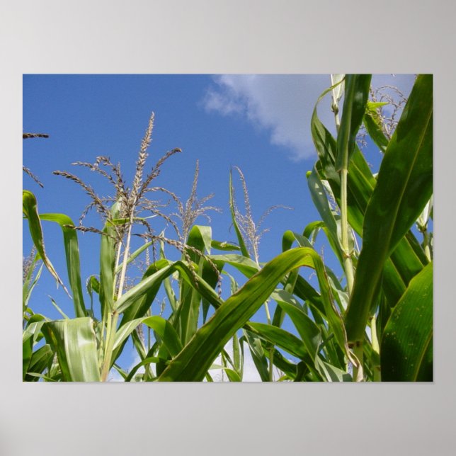 Póster Cielo de Corny (Frente)