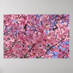 Póster Cielo de flores de cerezo rosado de Sakura