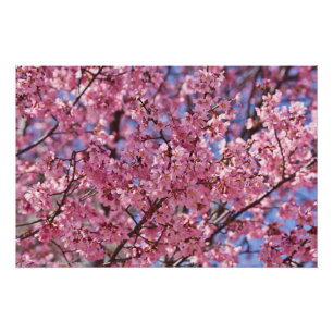 Póster Cielo de flores de cerezo rosado de Sakura