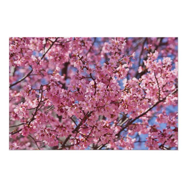 Póster Cielo de flores de cerezo rosado de Sakura (Anverso)
