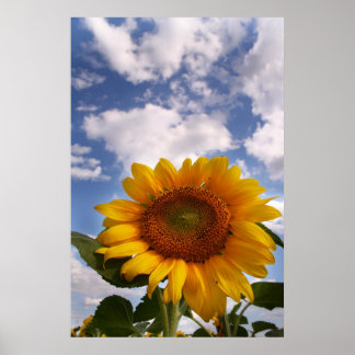 Póster Cielo de girasol