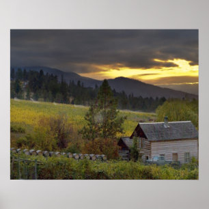 Póster Cielo de sol sobre viñedos y cabaña de troncos his