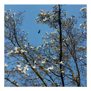 Póster cielo en primavera