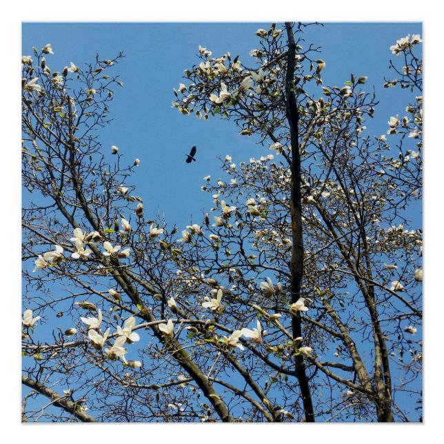 Póster cielo en primavera (Anverso)