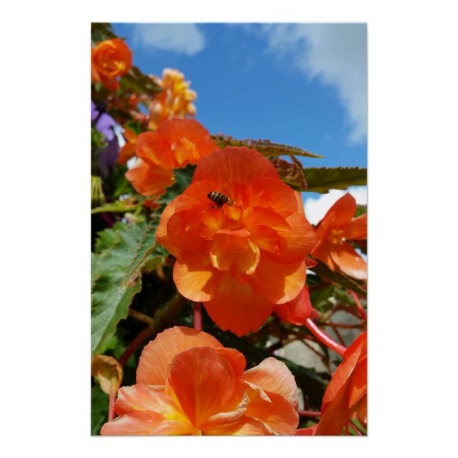 Póster cielo, flores y abeja (Anverso)