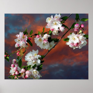 Póster Cielo matutino de Apple Rosa Y Blanco