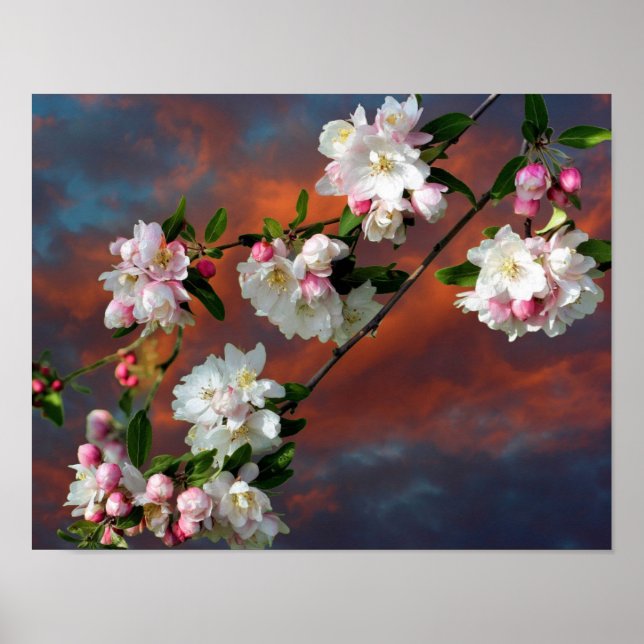 Póster Cielo matutino de Apple Rosa Y Blanco (Frente)