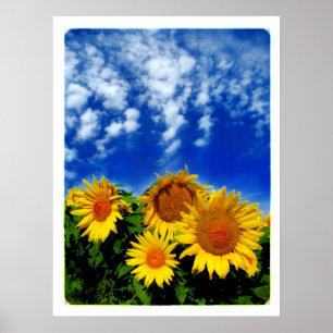 Póster Cielo y floración, poster