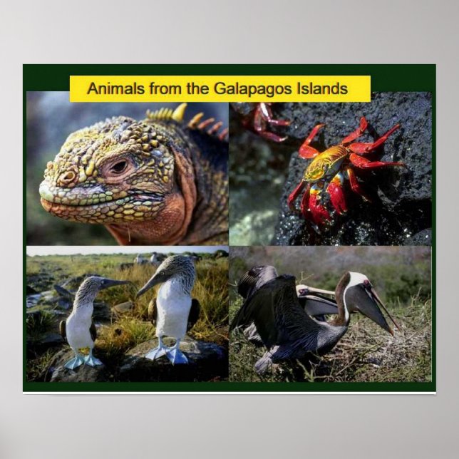 Póster Ciencia, animales de las Galápagos (Frente)