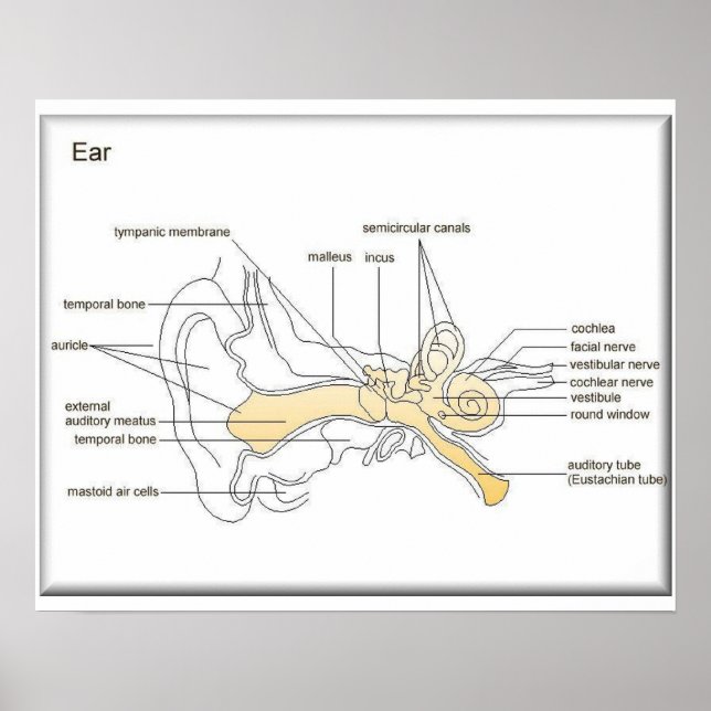 Póster Ciencia, ciencia de la vida, diagrama de un oído (Frente)