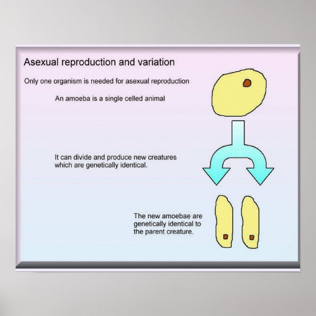 Póster Ciencia, ciencia de la vida Reproducción asexual (Frente)