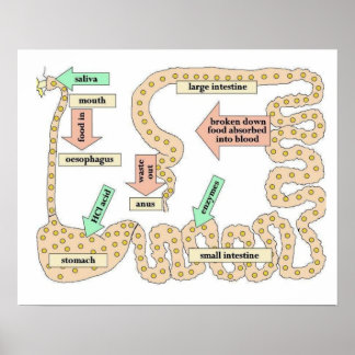 Póster Ciencia, cuerpo humano, digestión