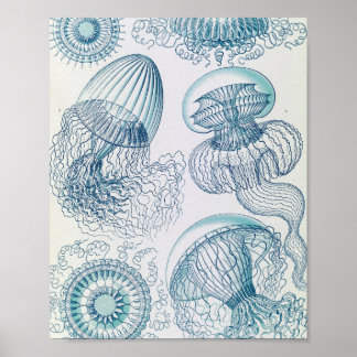 Póster científico de medusas Leptomedusae vintage