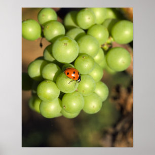 Póster Cierra el insecto de la señora de las uvas verdes 