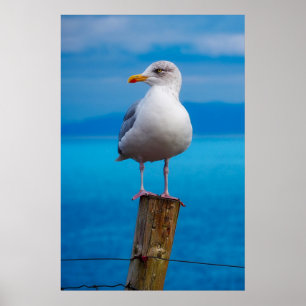 Póster Cierra la gaviota