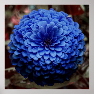 Póster Cierre azul de la flor encima de la foto