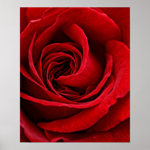 Póster Cierre brillante del rosa rojo para arriba