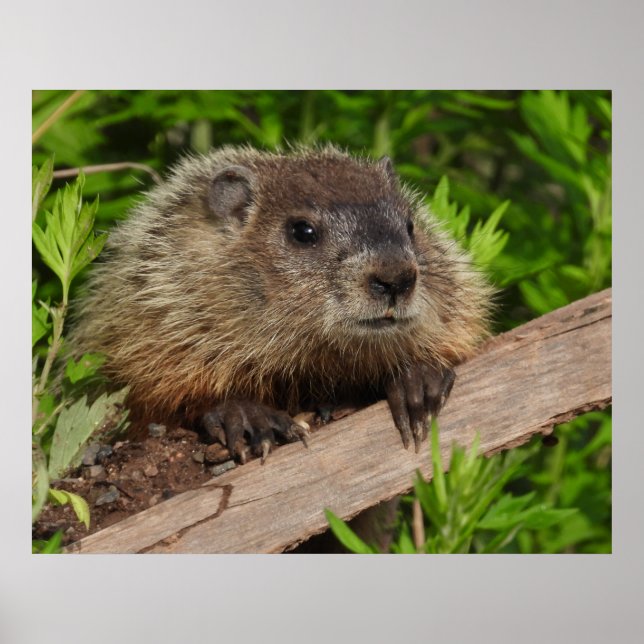 Póster Cierre Cute Baby Woodchuck Groundhog (Frente)