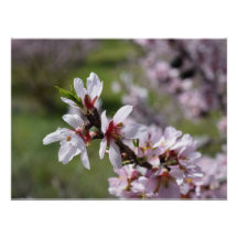 Cierre de Almond Blossom