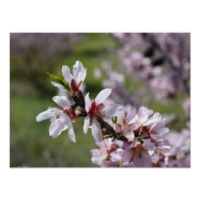 Póster Cierre de Almond Blossom (Anverso)