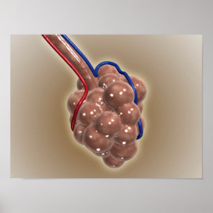 Póster Cierre De Alveolus