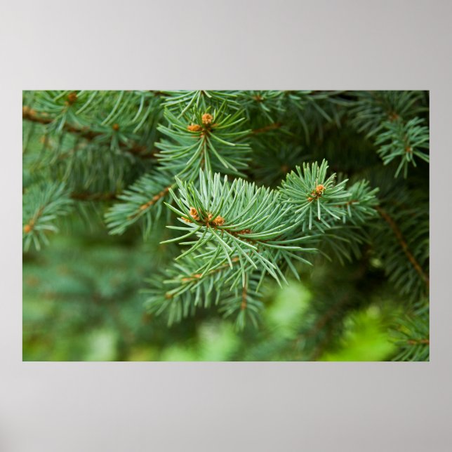 Póster Cierre de árbol de pino (Frente)