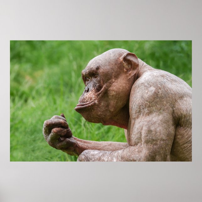 Póster Cierre de Chimpanzee sin pelo (Frente)