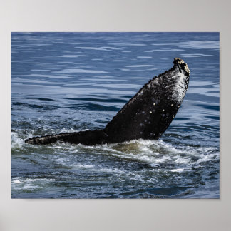 Póster Cierre de cola de ballena jorobada - Fotografía de