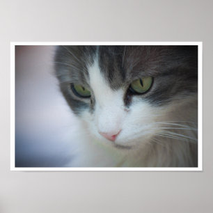 Póster Cierre de cuadros y gatos blancos