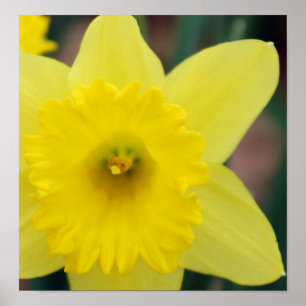 Póster Cierre de Daffodil
