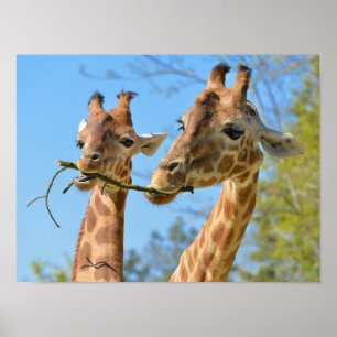Póster Cierre de dos jirafas comiendo una ramita
